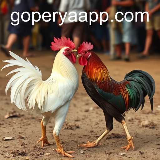 Exploring Cockfighting: The Tradition and Controversy Surrounding GOPERYA